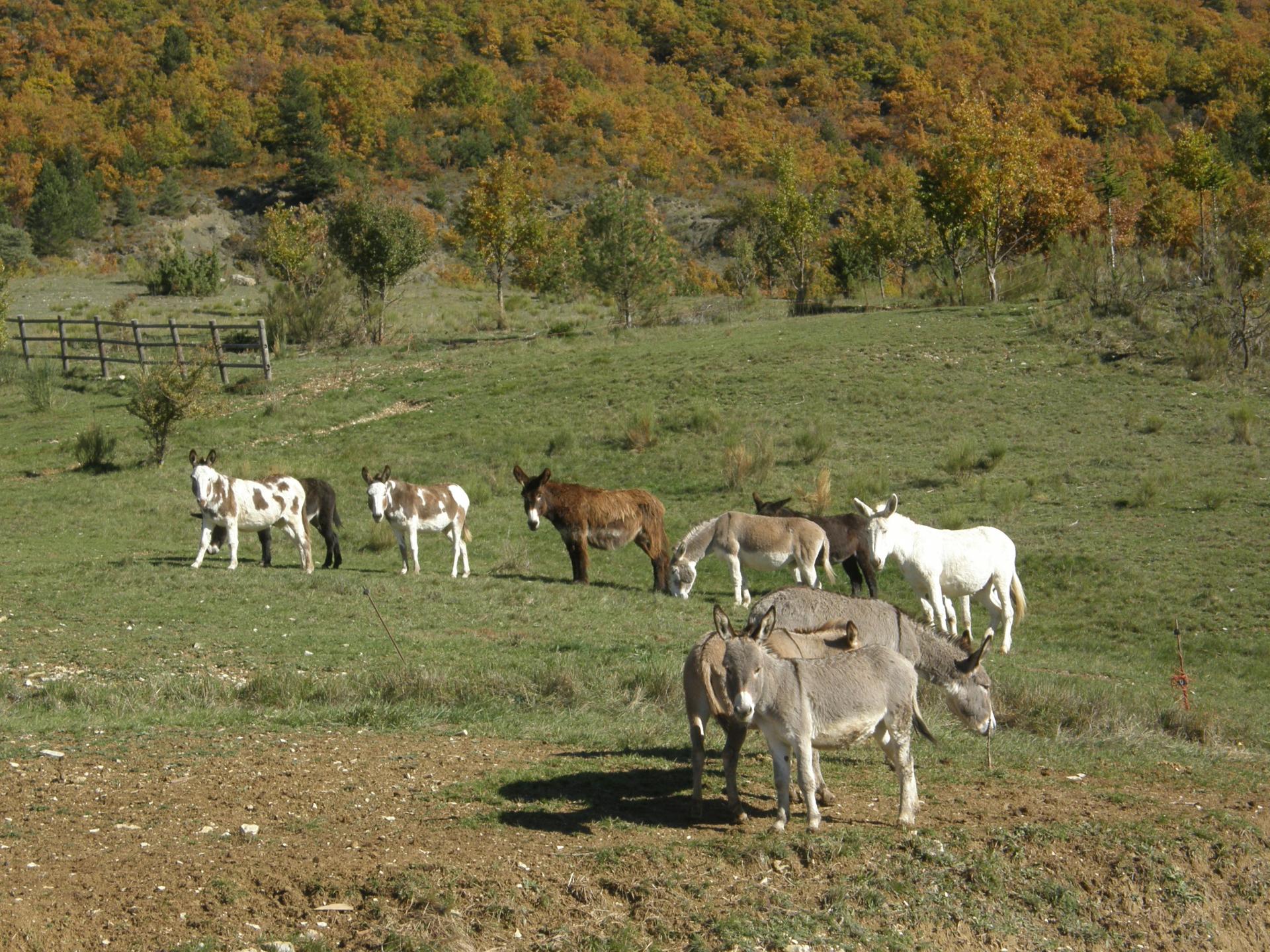 Les ânes